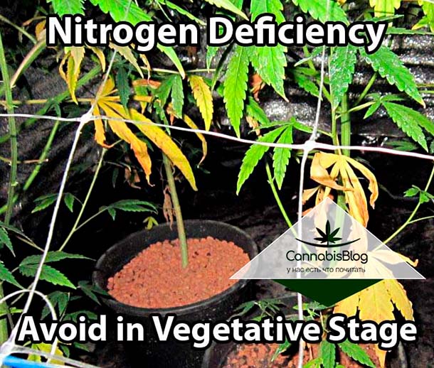 Нехватка азота при вегетации