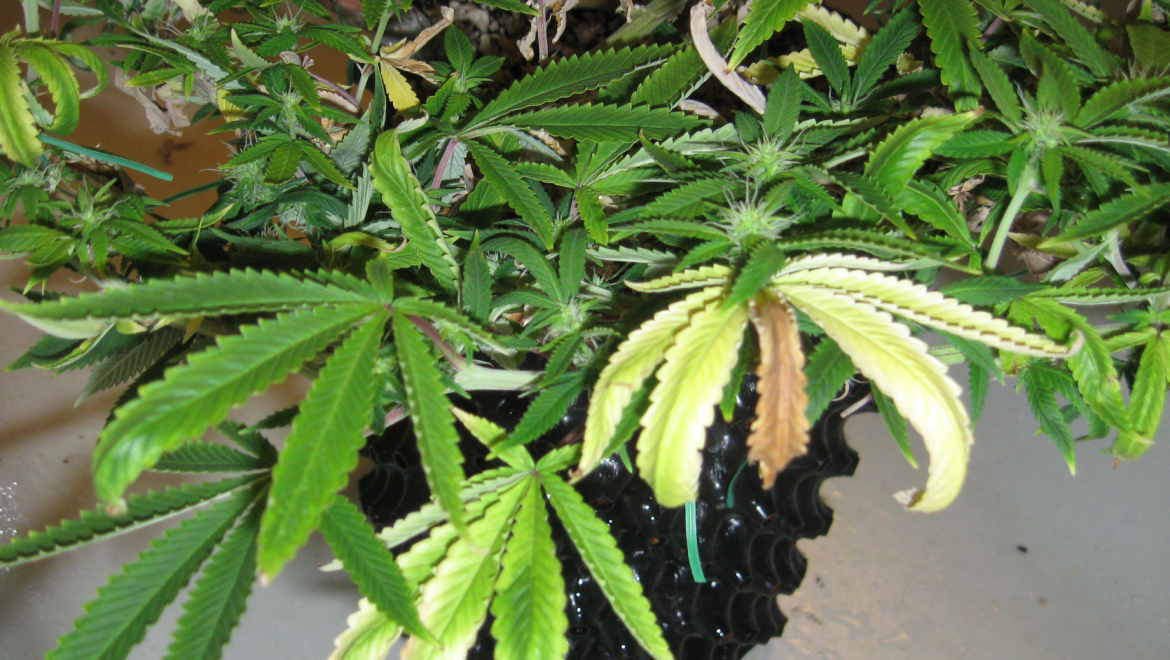 марихуана болезни листьев
