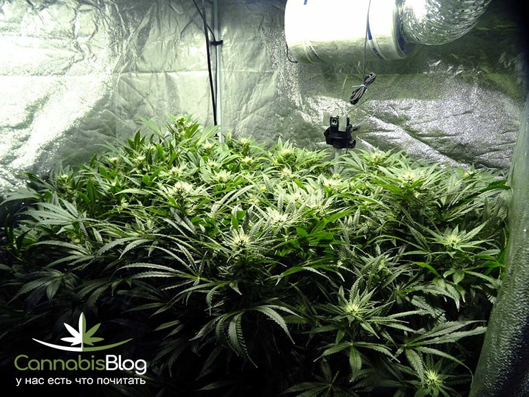 5-week-old-flowering-cannabis-plants-min-min.jpg