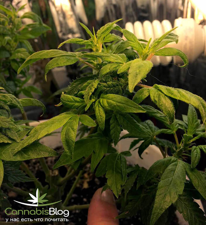 cannabis-re-veg-after-harvest-odd-round-leaves-min.jpg