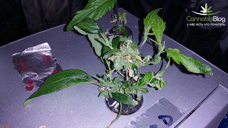 cannabis-re-veg-bud-clone-2-days-later-min.jpg