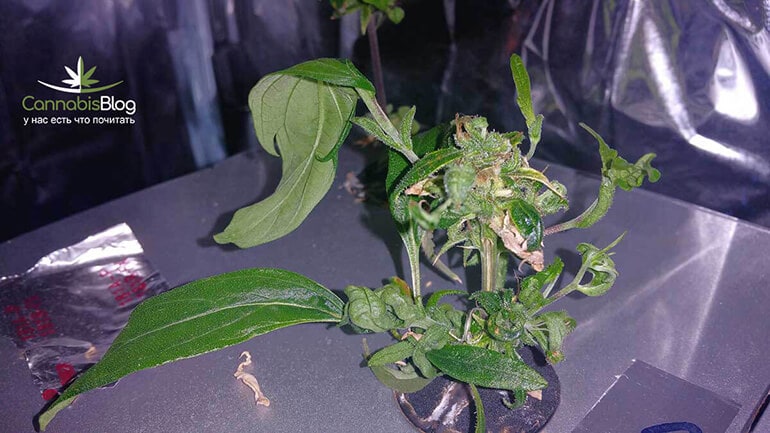 cannabis-re-veg-bud-clone-min.jpg