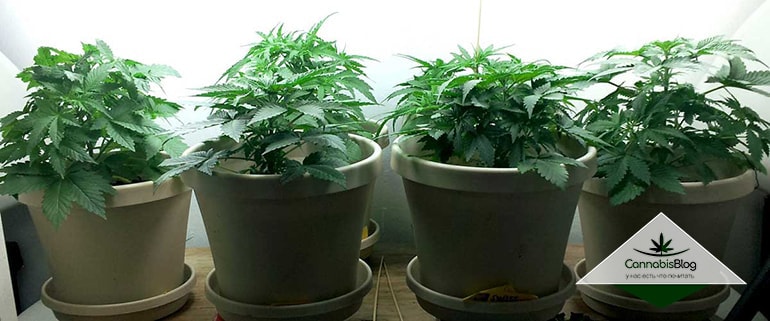 cfls-fluorescent-green-vegetative-young-cannabis-min.jpg