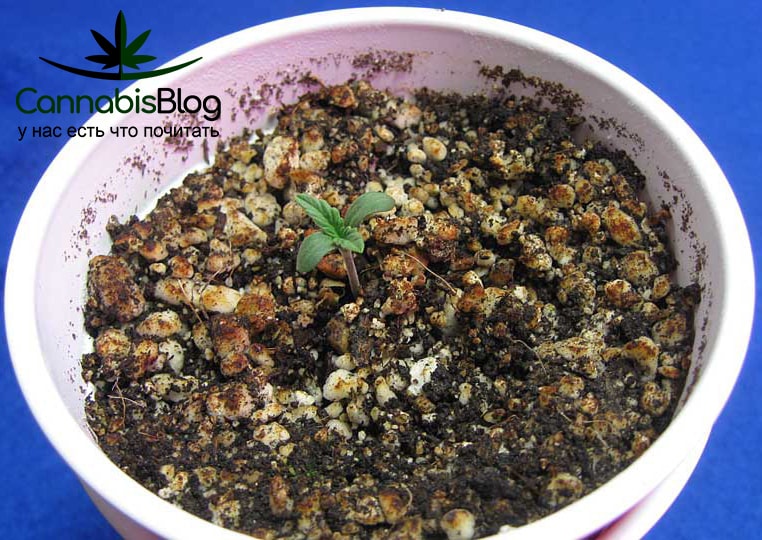 coco-coir-seedling-min.jpg