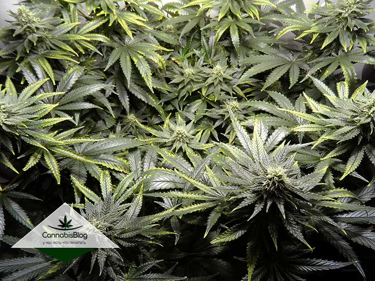 copper-deficiency-cannabis-flowering-min-min.jpg