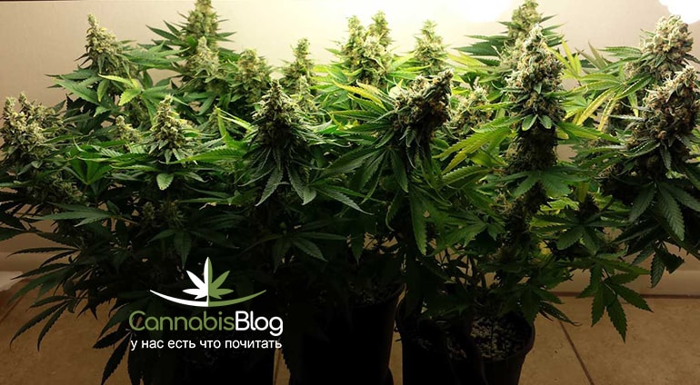 flowering-cannabis-big-yields-cfls-joe-blow-min-min.jpg