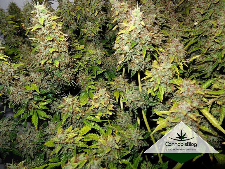 harvest-marijuana-early-if-buds-are-getting-damaged-min-min.jpg