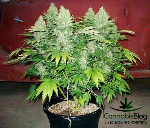 marijuana-plant-flowering-in-pot-coco-coir-big-buds-min.jpg