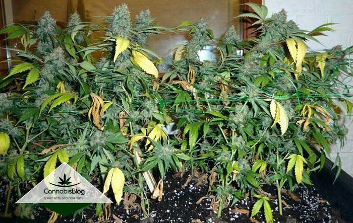 ready-to-harvest-marijuana-normal-yellow-leaves-min-min.jpg
