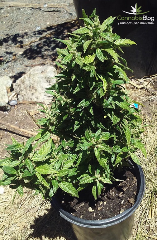 Реактивно Гидропоническое Выращивание Конопли Руководство