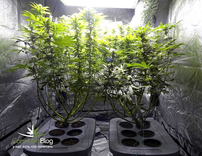 week-7-flowering-stage-cannabis-should-still-be-mostly-green-and-healthy-min-min.jpg