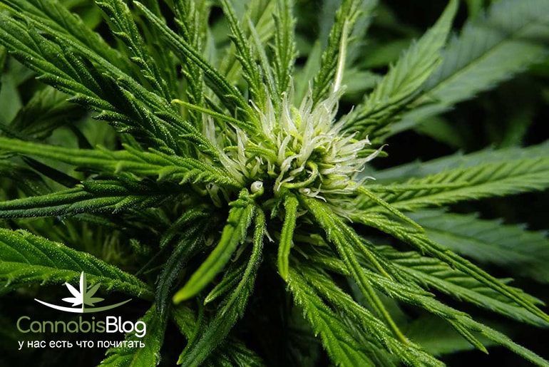 young-3-week-old-cannabis-bud-flowering-stage-min-min.jpg