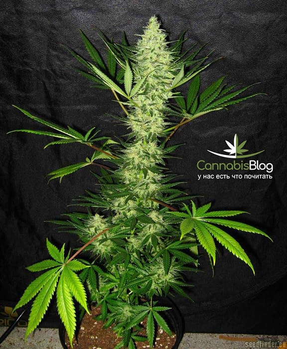 aurora-indica-massive-main-cola.jpg