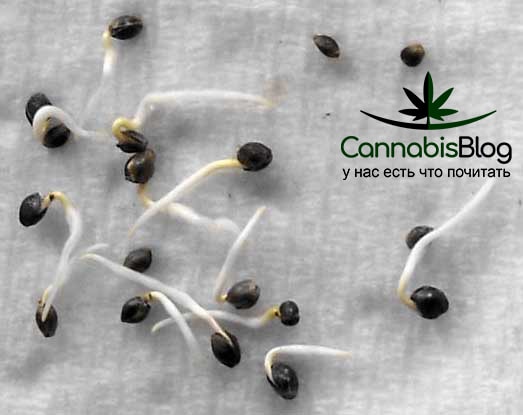 пересадка ростков марихуаны