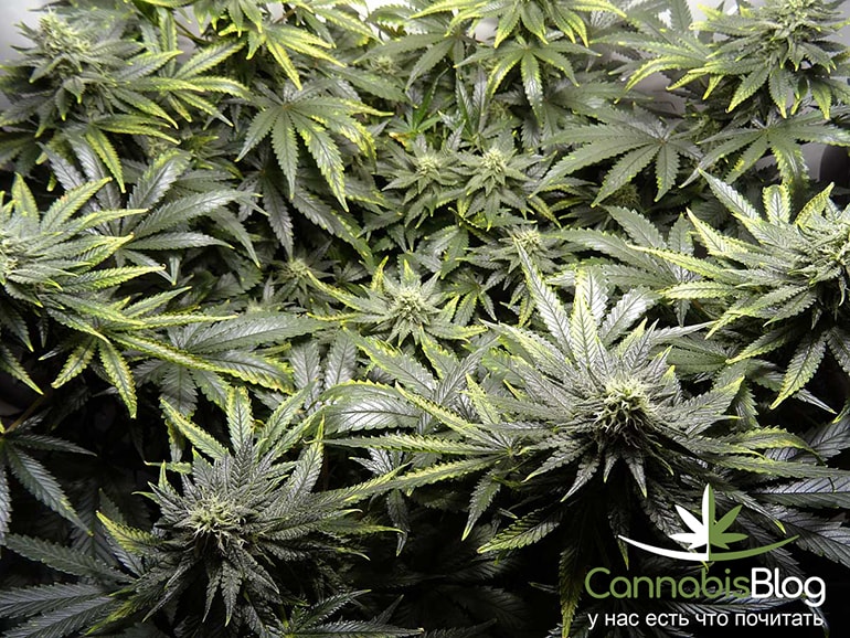 copper-deficiency-cannabis-flowering.jpg