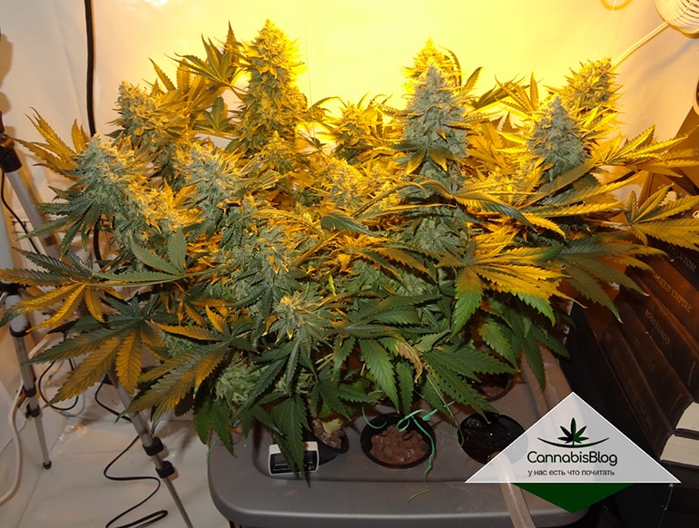example-plant-flowered-at-week-6.jpg