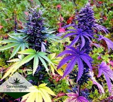 сорта фиолетовой марихуаны