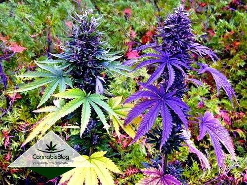 марихуаны фиолетовые