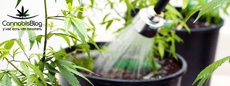 flushing-marijuana-plants-1.jpg