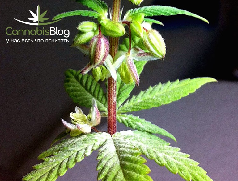 hermie-pollen-sac-opens-min.jpg