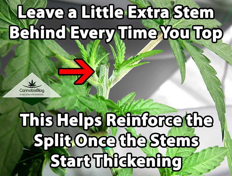 leave-some-stem-behind-after-topping.jpg