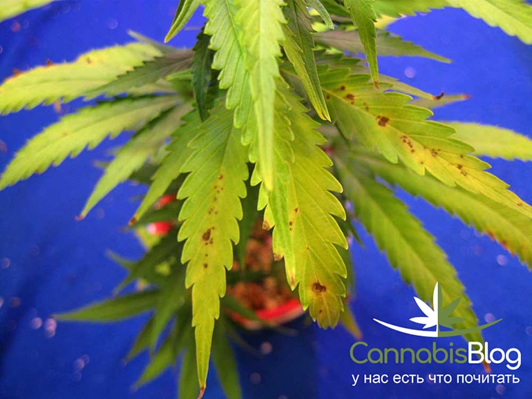 lower-leaves-cannabis-deficiency.jpg