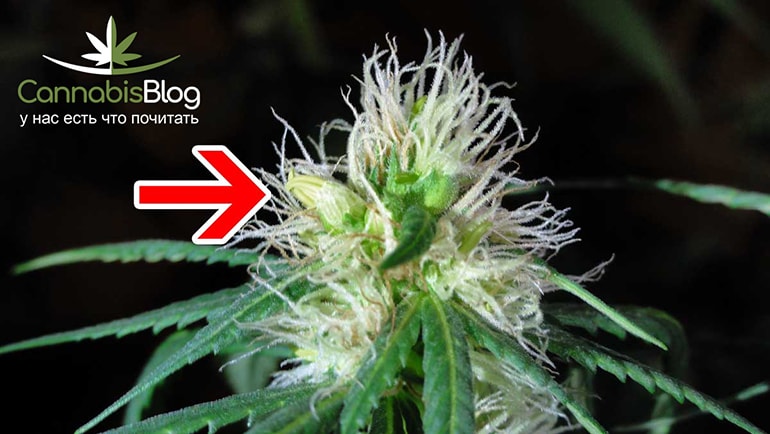 как определить начало цветения марихуаны