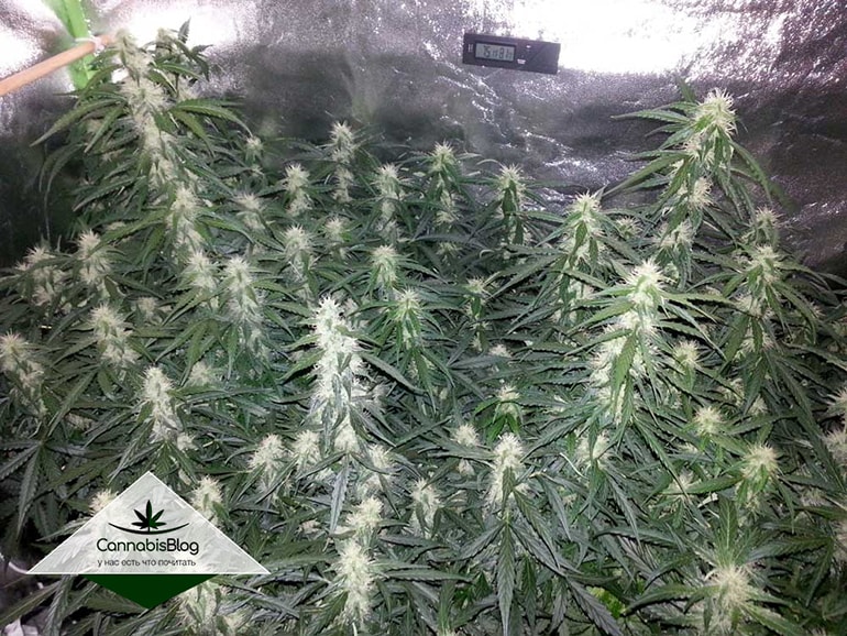 sea-of-colas-beautiful-flowering-plants.jpg