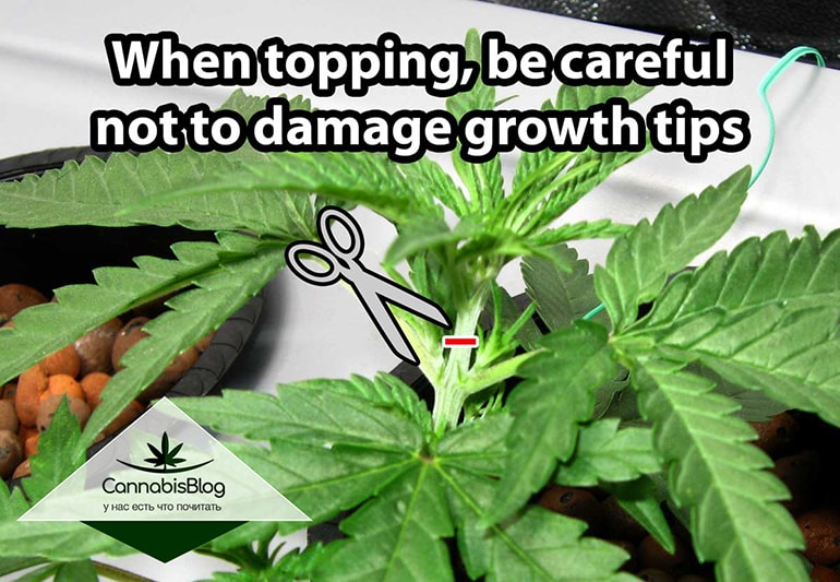 topping-without-hurting-growth-tips.jpg