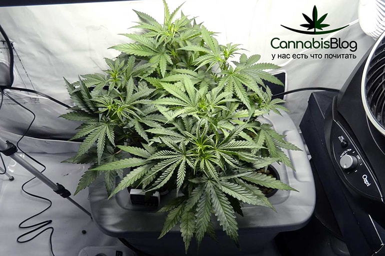 vegetative-dwc-cannabis-healthy.jpg