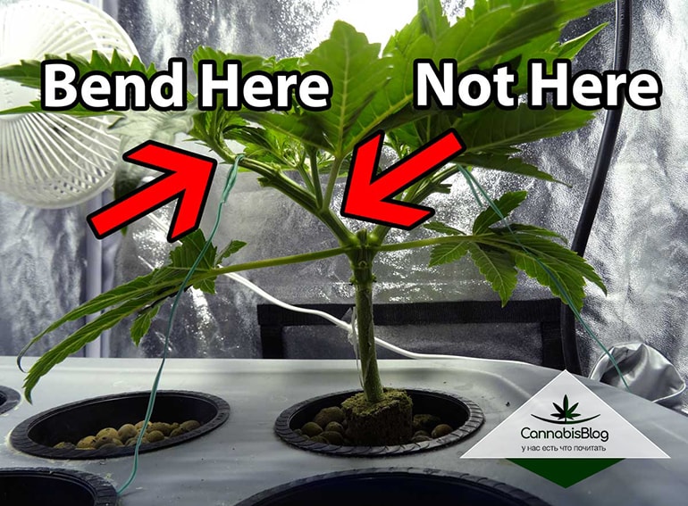 where-to-bend-stem-marijuana-training.jpg