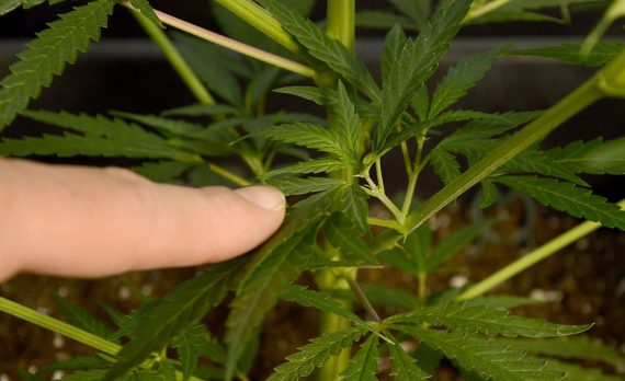 Можно ли подрезать листья конопле лечение шизофрении марихуаной