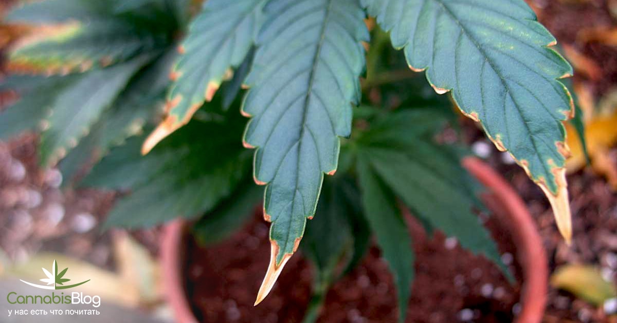 Кончики листьев марихуаны желтеют всемирный день марихуаны