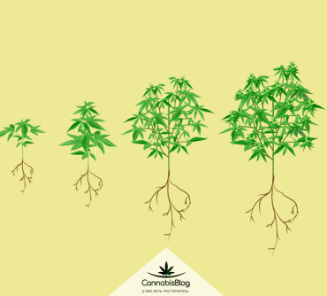 Как начать выращивать марихуану конопля дикая марихуана