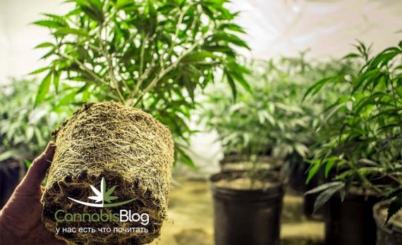 Проблемы с корнями марихуаны