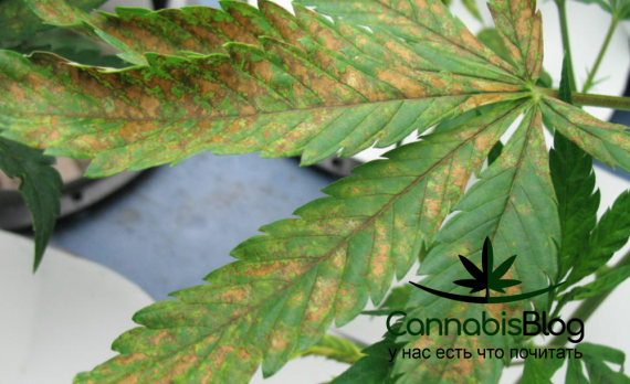 гидропоника желтеют листья у марихуаны