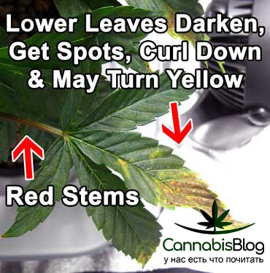 Краснеют черенки и желтеют листья у марихуаны