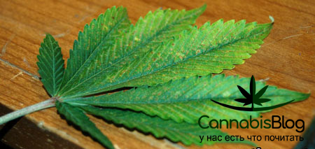Ломкие листья у марихуаны
