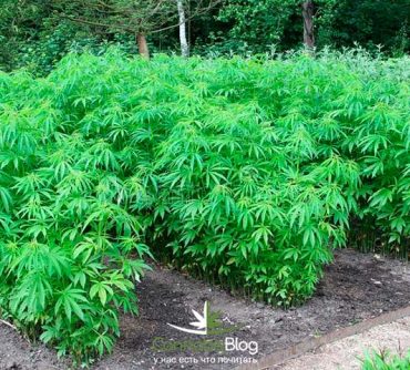 Как получить хорошие семена марихуаны