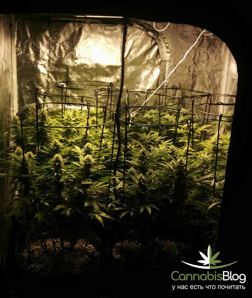 Как выращивать марихуану