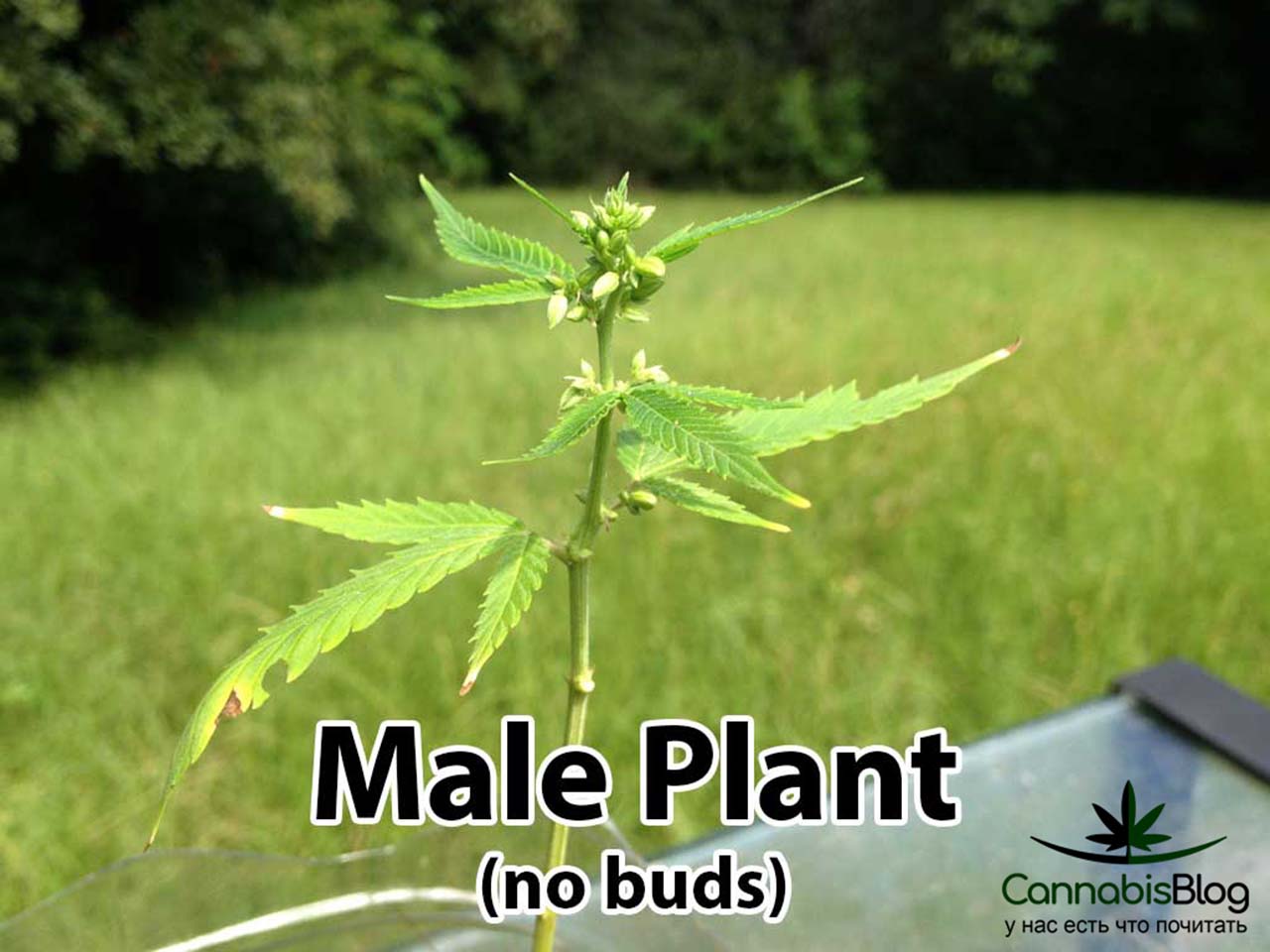 Мужское растение конопли