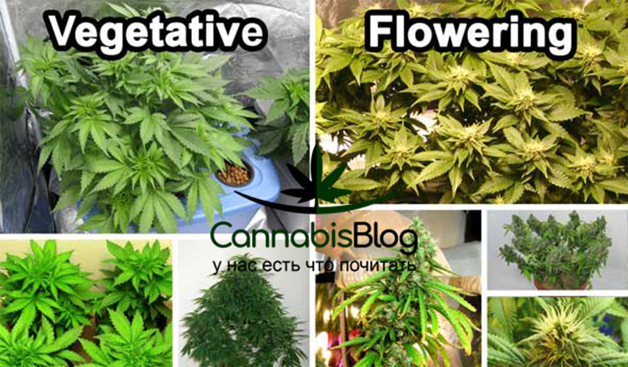 Вегетативный период и цветение марихуаны