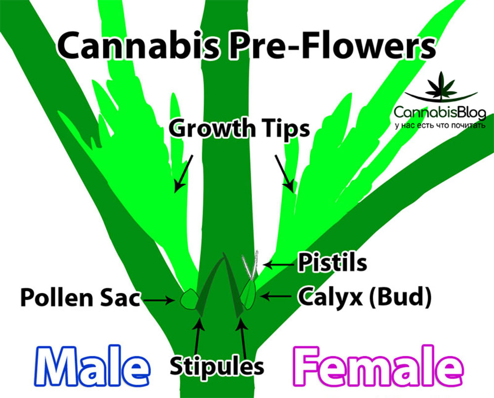 Предцветы марихуаны
