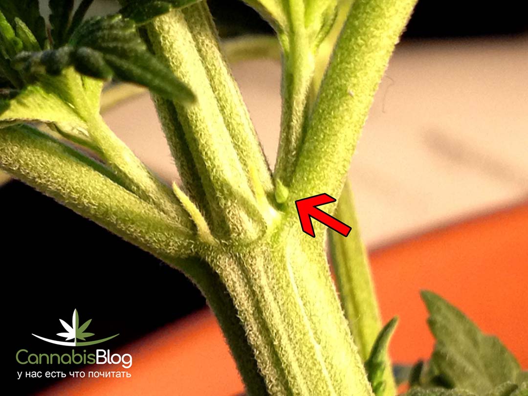 Женские растения марихуаны на ранней стадии