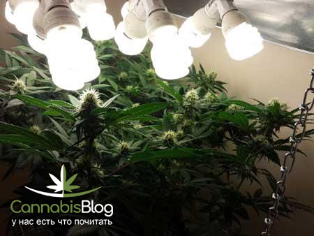 Люминесцентные лампы для выращивания марихуаны закон о марихуане в италии