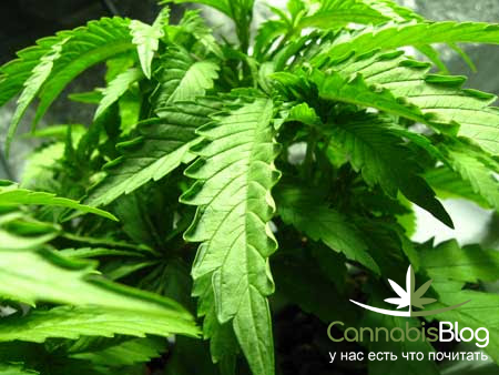 скручивание листьев марихуаны