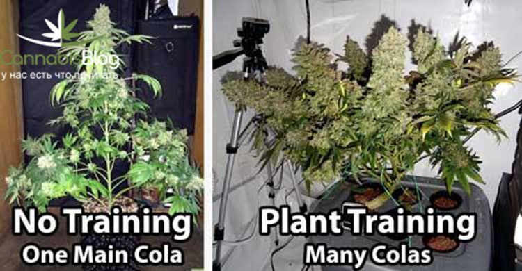 Секреты выращивания марихуаны