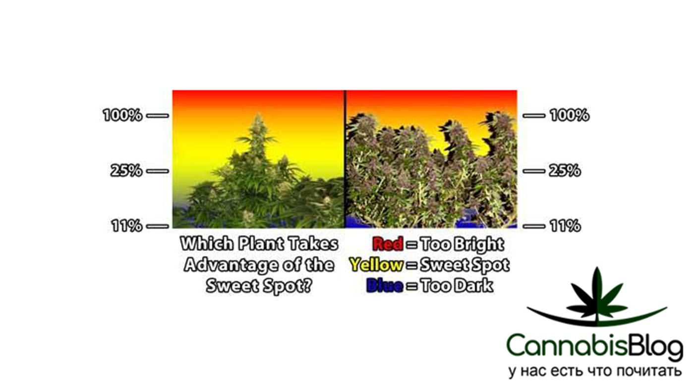 Сколько нужно света для выращивания марихуаны