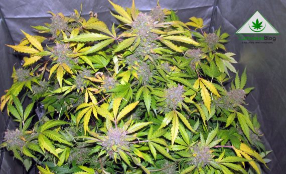 Выращивание марихуаны автоцвет скачать бесплатно торрент тор браузер на русском бесплатно через торрент hidra