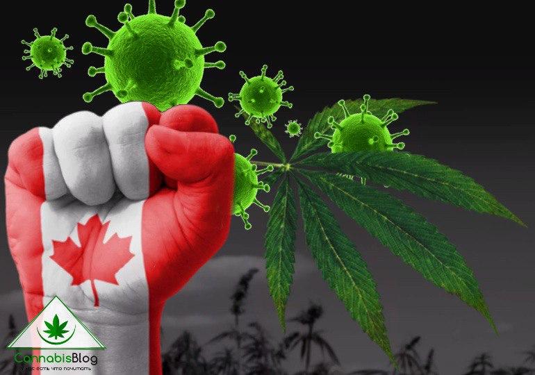 плантация марихуаны в канаде